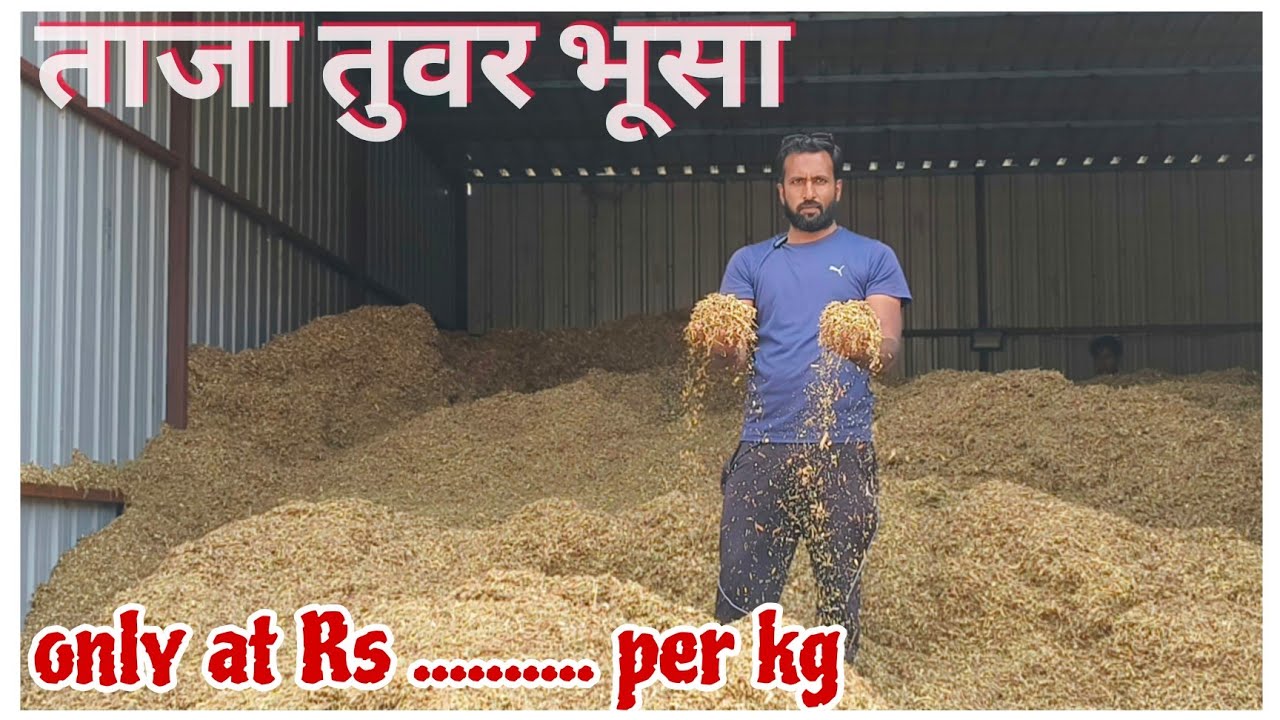 Tuvwar Bhusa Sabse kam rate me at Patel's Livestock Aurangabad Maharashtra