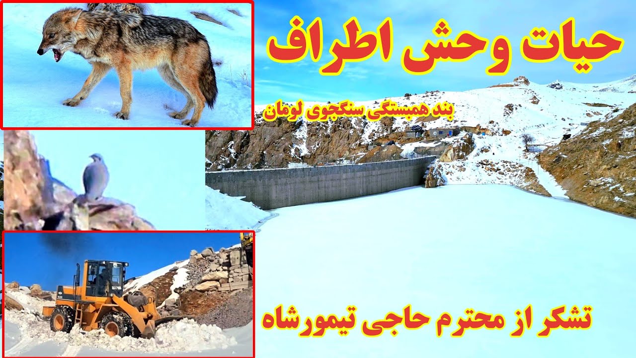 حیات وحش | آبگیری | بند همبستگی سنگجوی لومان 