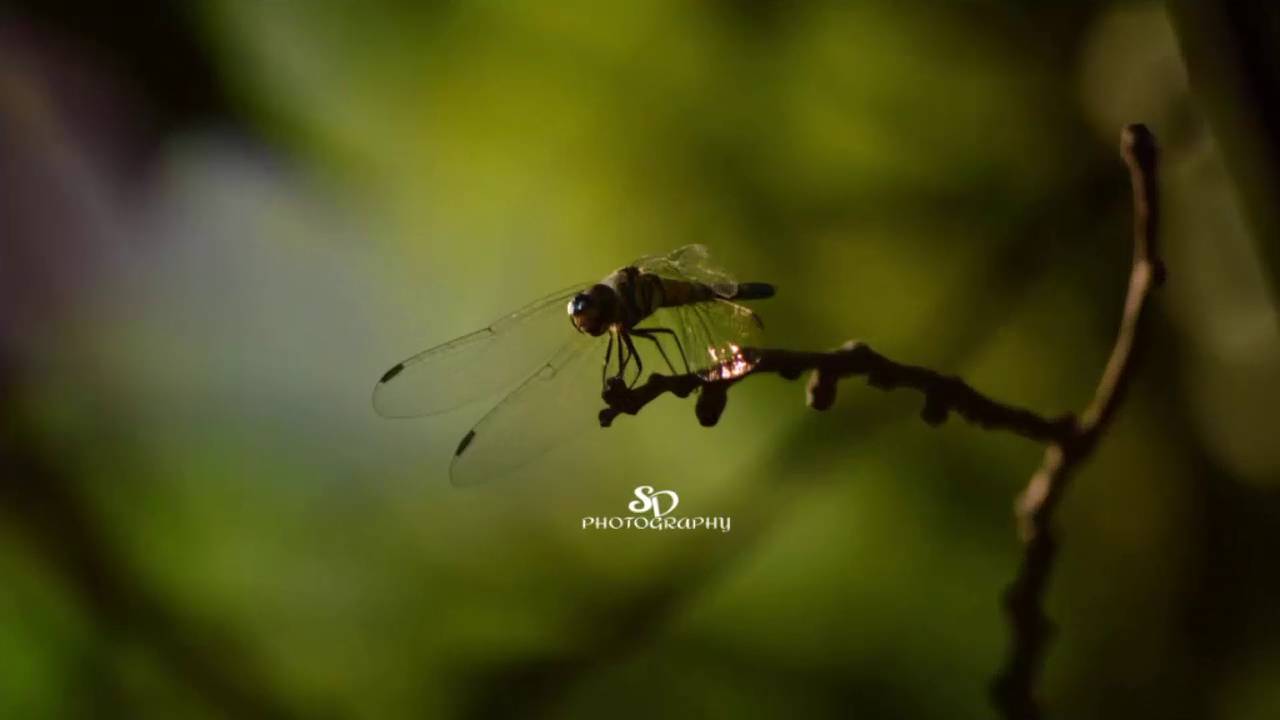 Dragonfly Photography