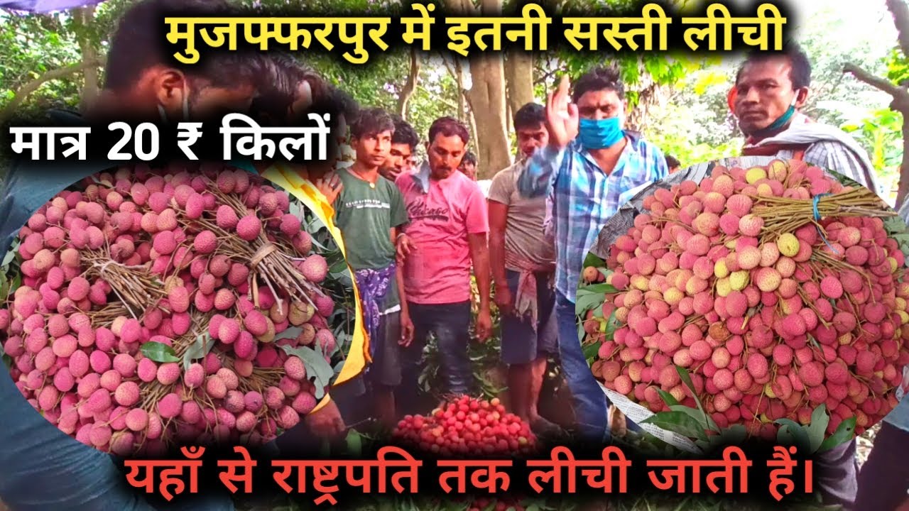 मुज़फ्फरपुर में इतनी सस्ती लीची मंडी ! Muzaffarpur ki lichi