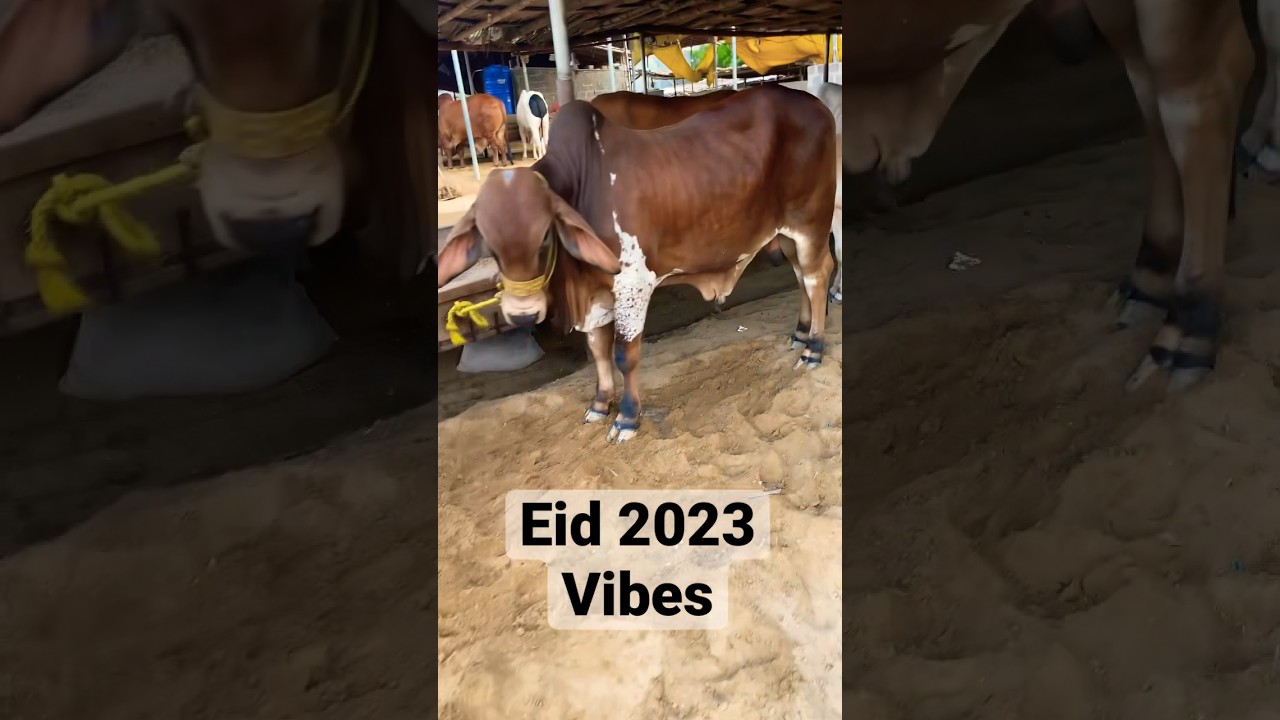 The vibe started for eid 2023 | Faisal Javed TV 