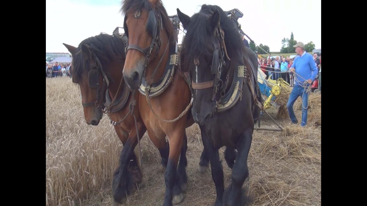 Eeuwige Paardenkracht