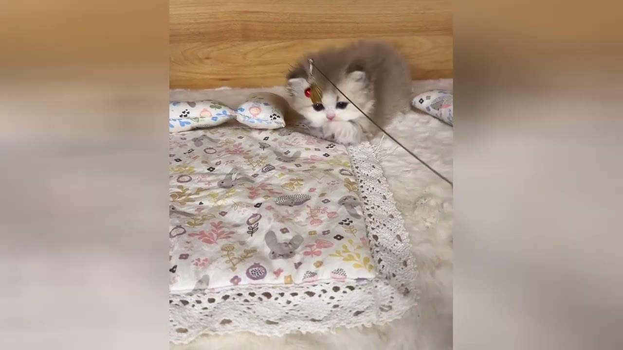 Charming baby kittens will make your heart feel light