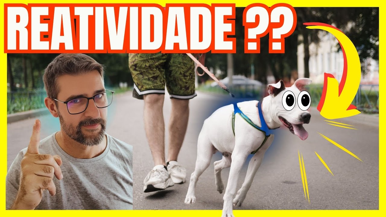 Seu Cachorro É Reativo no Passeio? Resolva de Uma Vez por Todas!