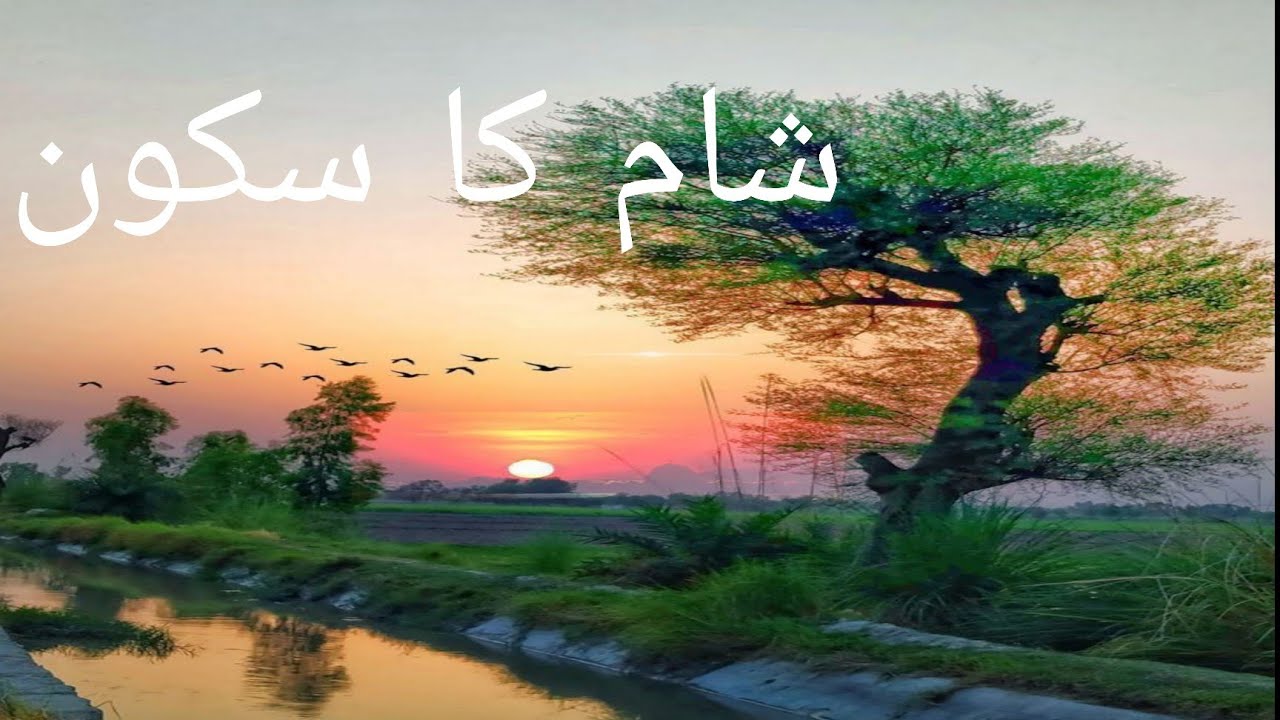 گاؤں کی شام 🌅 دیہاتی زندگی کا خوبصورت منظر | پرسکون ویلیج لائف ولاگ