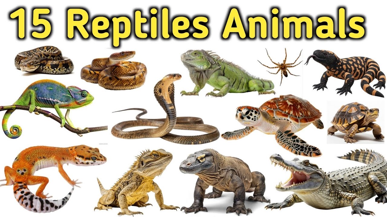 15 Reptiles Animals Name For Kids| सरीसृप जानवरों के नाम सीखें| Hindi English Learning| 