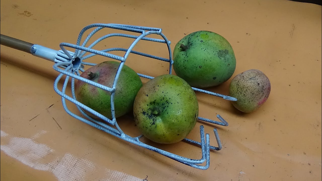 FIZ MEU COLHEDOR #APANHADOR #COLETOR DE FRUTAS COM VERGALHÃO
