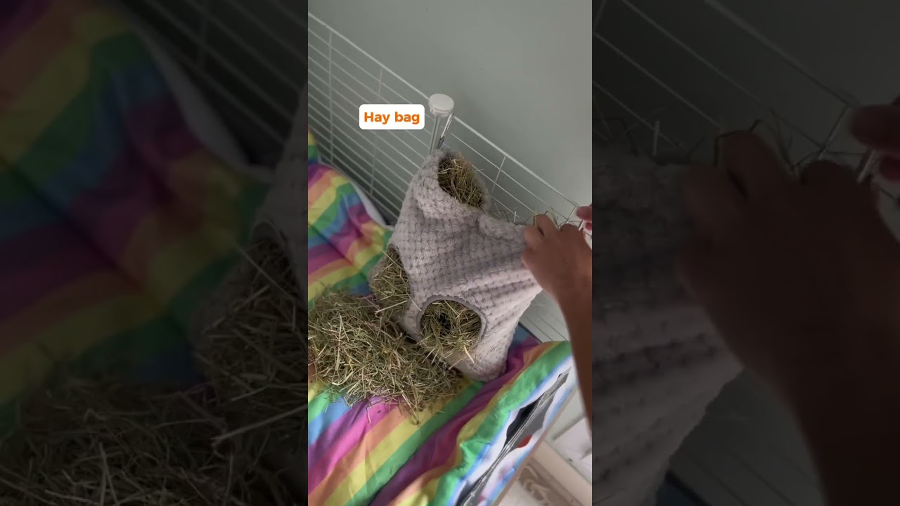 How To Clean Your Guinea Pig Cage 💩