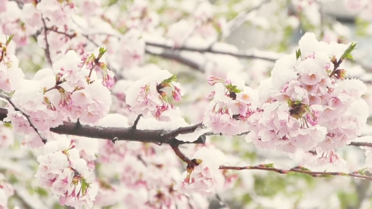 Find Peace: 1 Hour of Relaxing Music to Calm the Heart”
