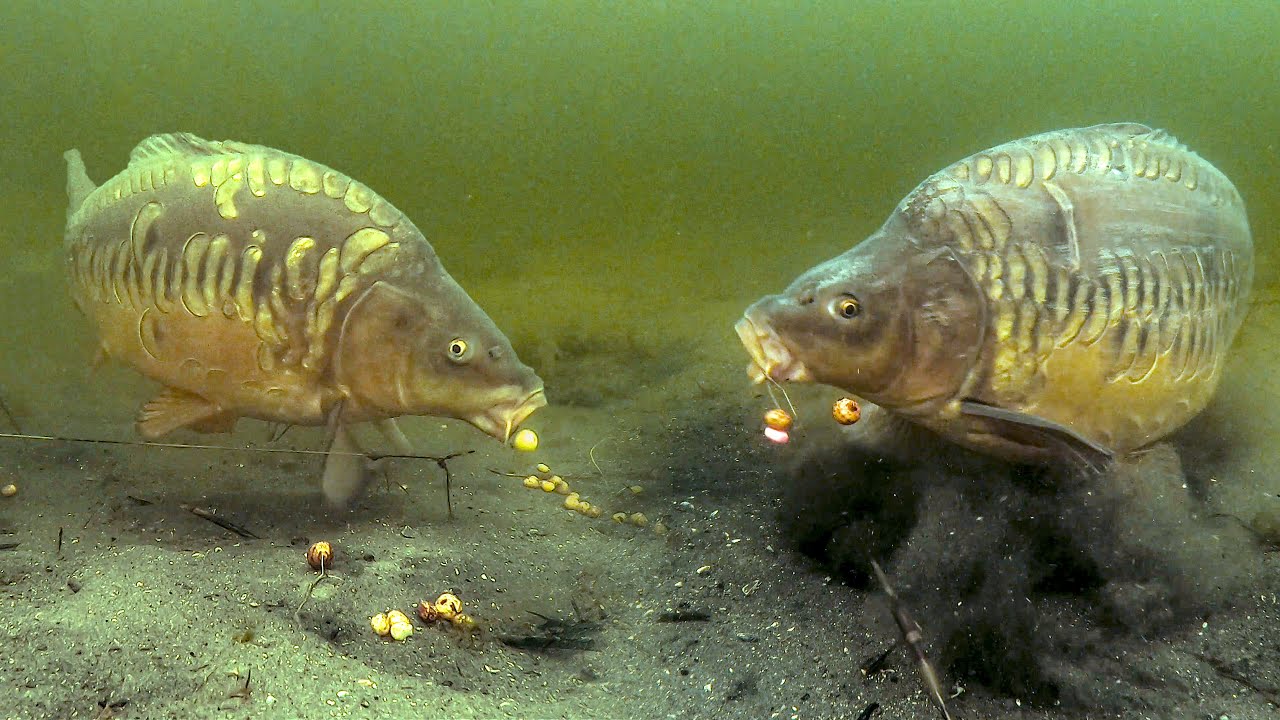 Best underwater carp fishing compilation