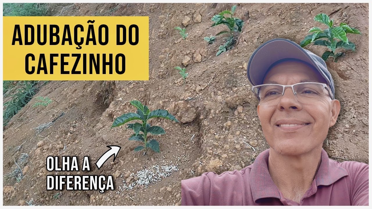 COMO O CAFÉ FICA DEPOIS DE ADUBADO? TERCEIRA ETAPA DO CAFÉ NOVO | 🚜 Roça com Carvalho