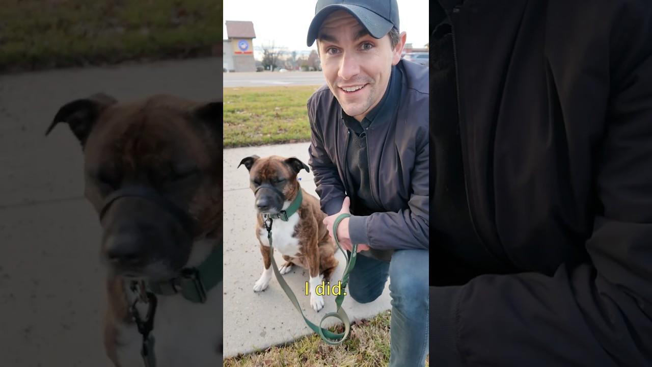 How to Teach Your Dog to Stop Chasing Cars. (Pain-free) #dogtraining #dogtrainer #puppytraining