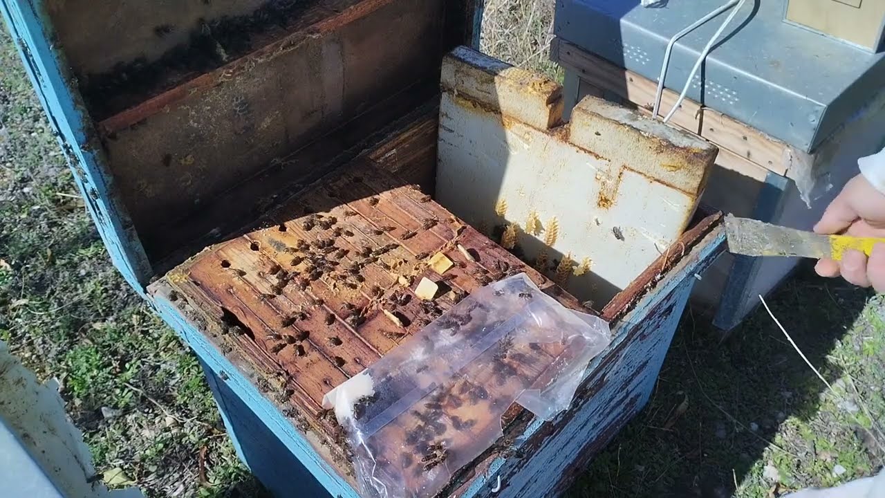 🐝 ZÁNGANOS en ENERO ~ ESTIRANDO CERA ~ PREPARANDO para FECUNDAR REINAS 🧑‍🚀