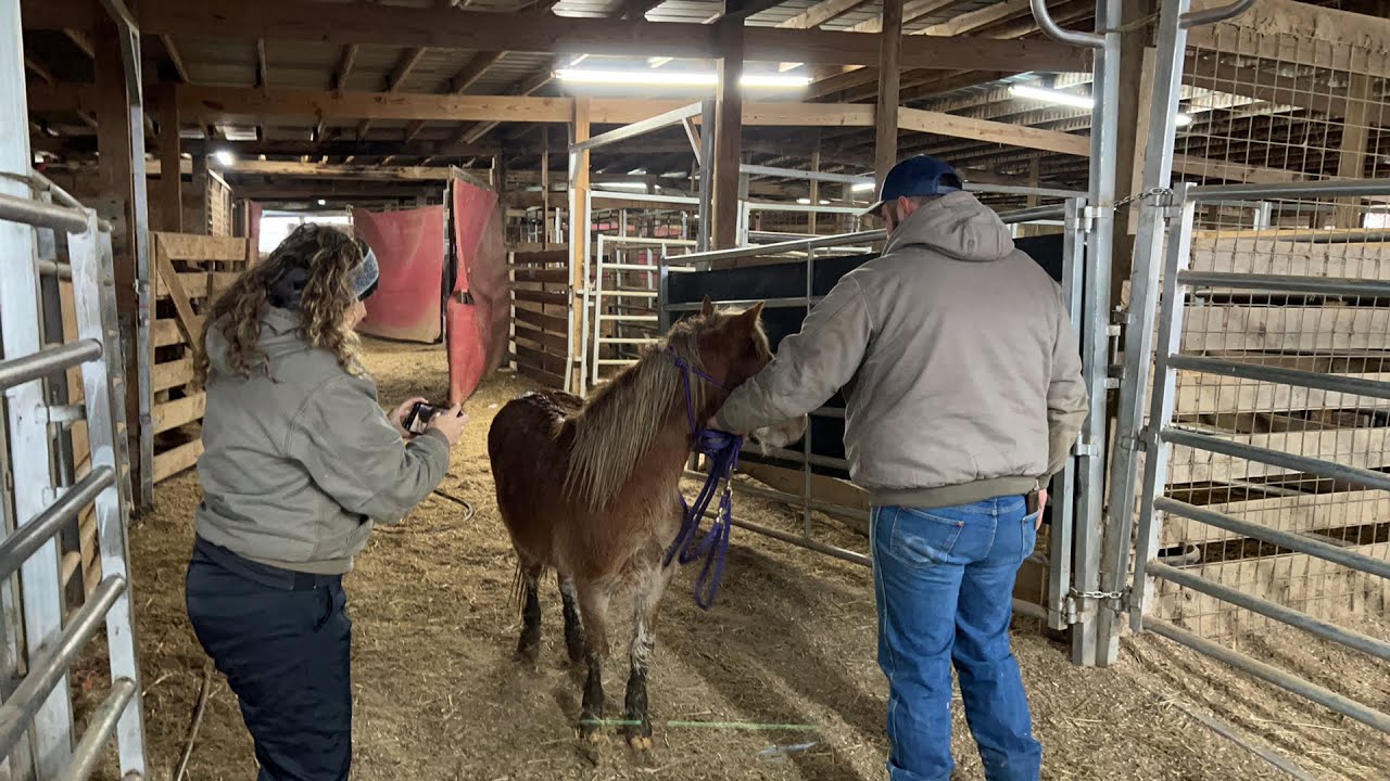Auction Assessment Live!  31 Horses Saved!!