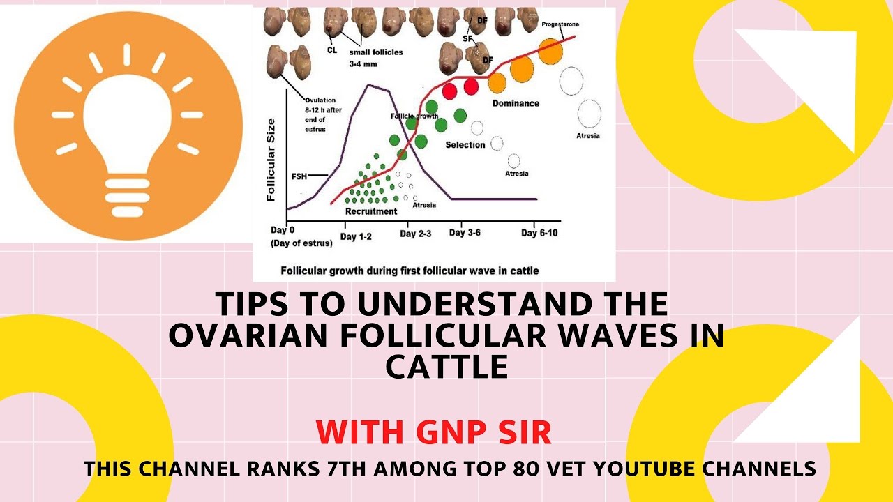 Understanding follicular waves in cattle