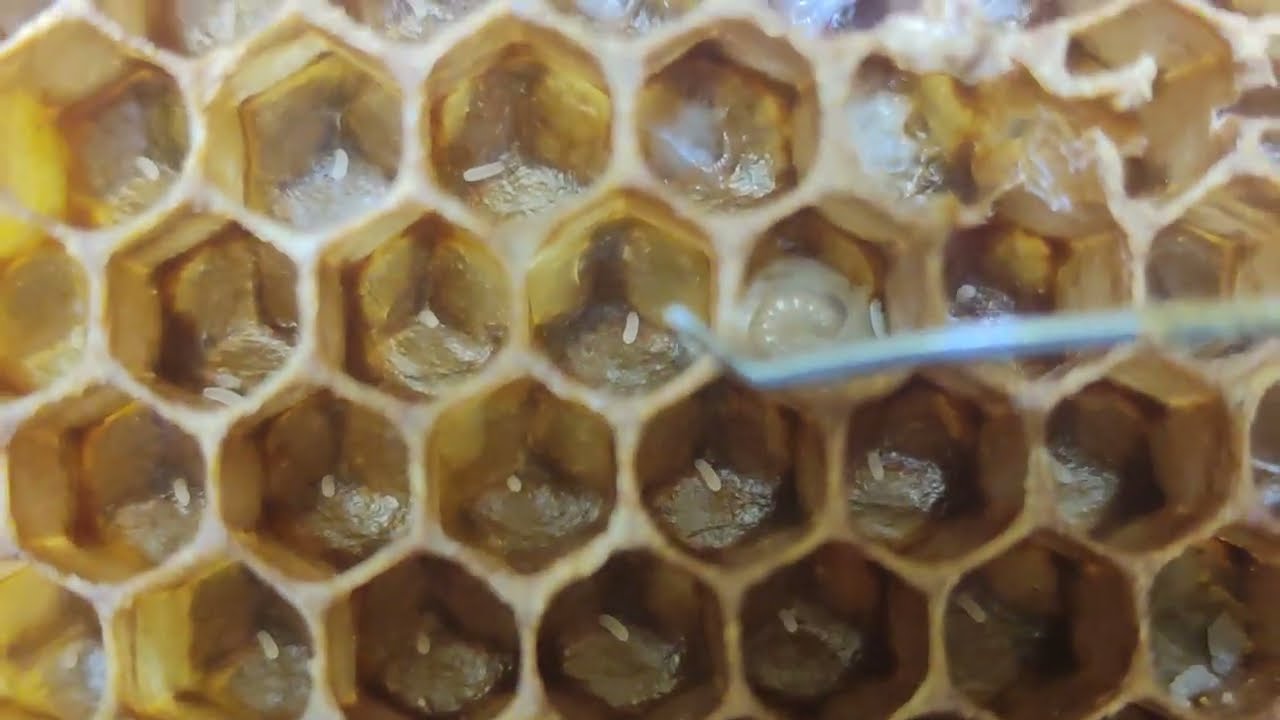 Sélection et transfert des larves d'abeilles pour le greffage des reines