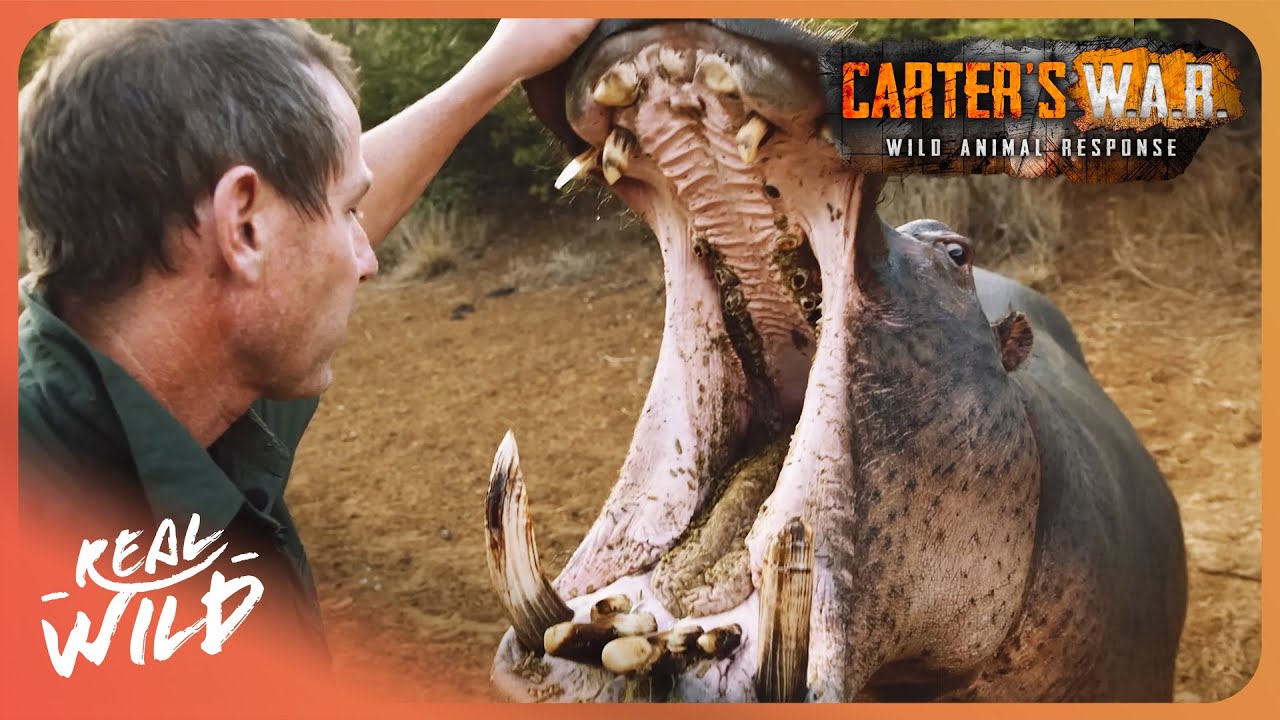 Africa's Most Feared Animal? The Truth About Hippos | Carters WAR