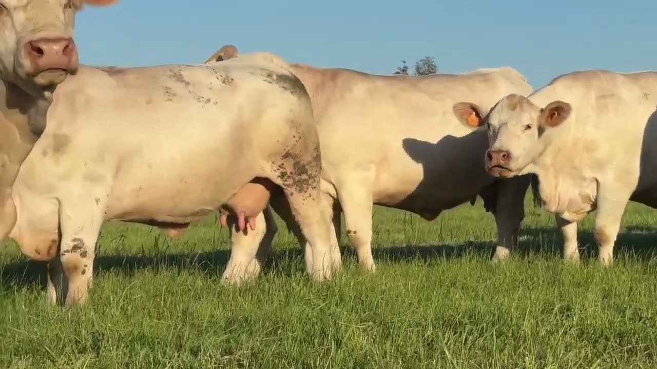 SCEA LAGAUDRIERE - Cowllection 2025