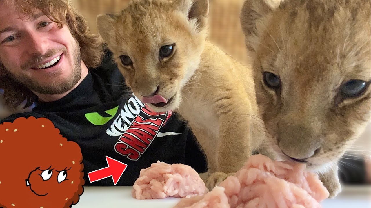 Lion Cubs Eat MEATBALLS!