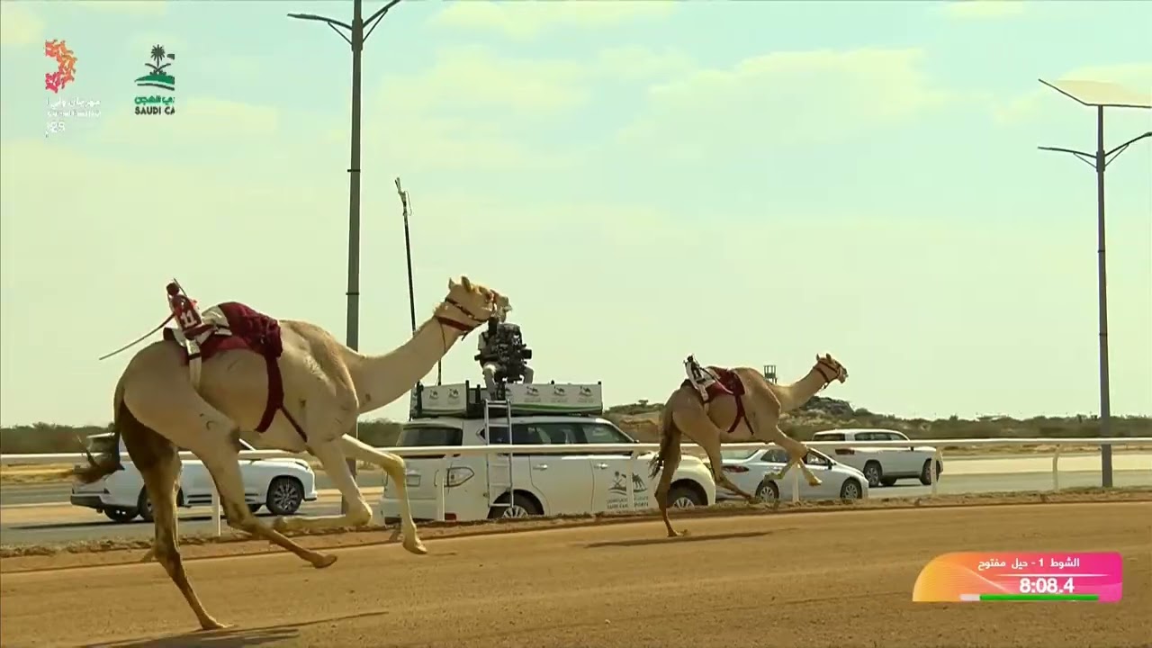 الشوط 1 حيل مفتوح مساء يوم الخميس 11-09-2025 من #مهرجان_ولي_العهد_للهجن 2025