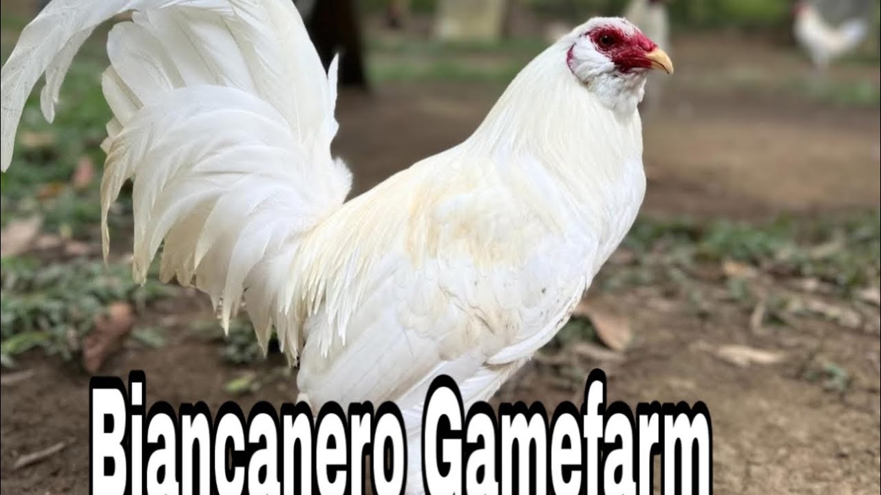 White hatch ng Biankanero gamefarm silipin natin