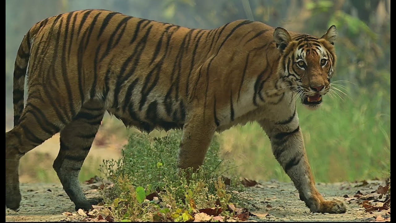 A Wild Life BARDIYA National Park
