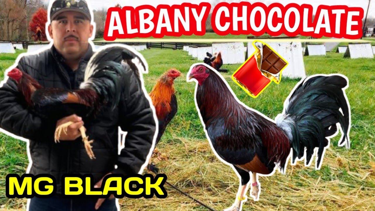 Los Famosos Albany Chocolate 🍫 De MG Black 🇺🇸🐓🐓🔥🔥🔥
