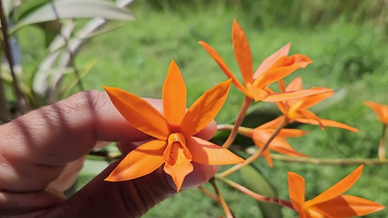 Fases do Desenvolvimento da Orquídea Lc Trick Or Treat