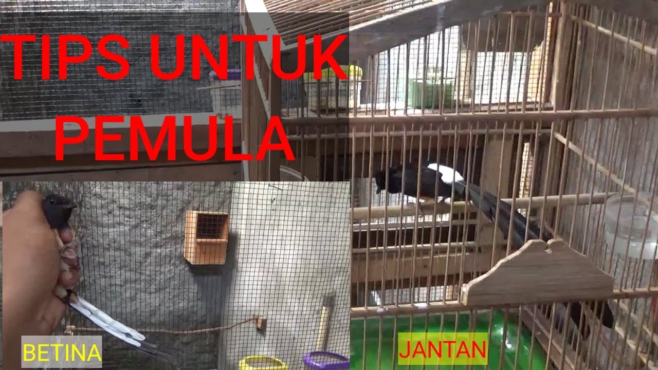 Cara Penjodohan burung murai batu sistim jantan dalam sangkar