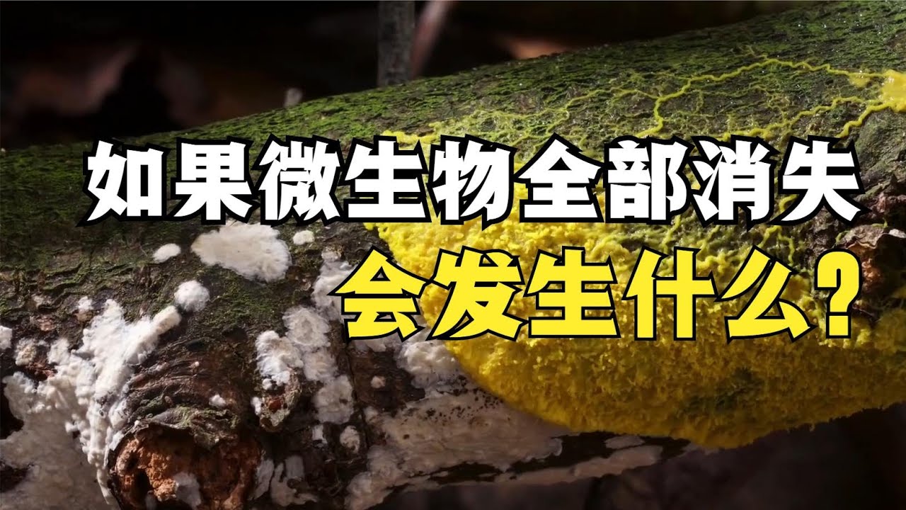 如果微生物全部消失会发生什么？