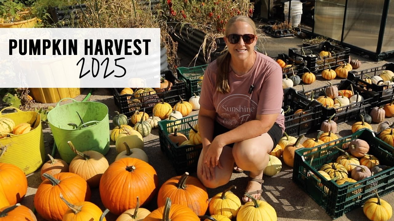 Pumpkin Harvest 2025!!  Zone 5A Iowa - Sunshine and Flora