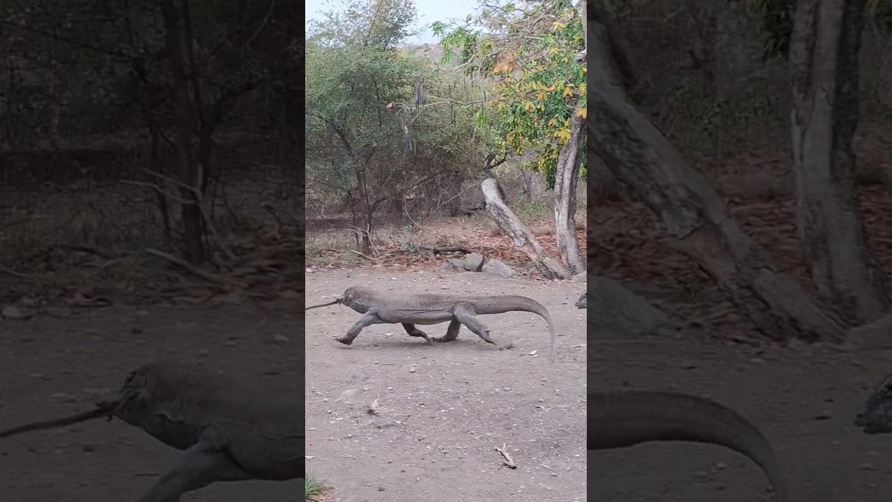 komodo dragon eat monkey#biggboss #komodo #komodonationalpark #sortvideo #views #foryou #viralvideo