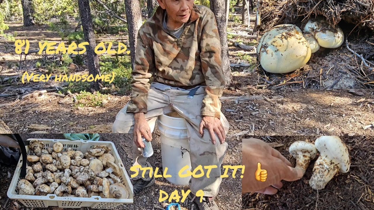 Pine Mushroom Foraging. Chemult, Oregon.  Day 9