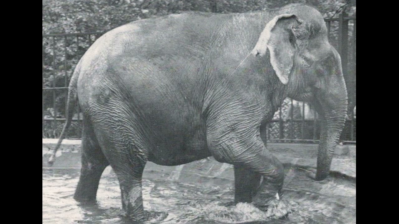 Vintage Elephant Sound Effects