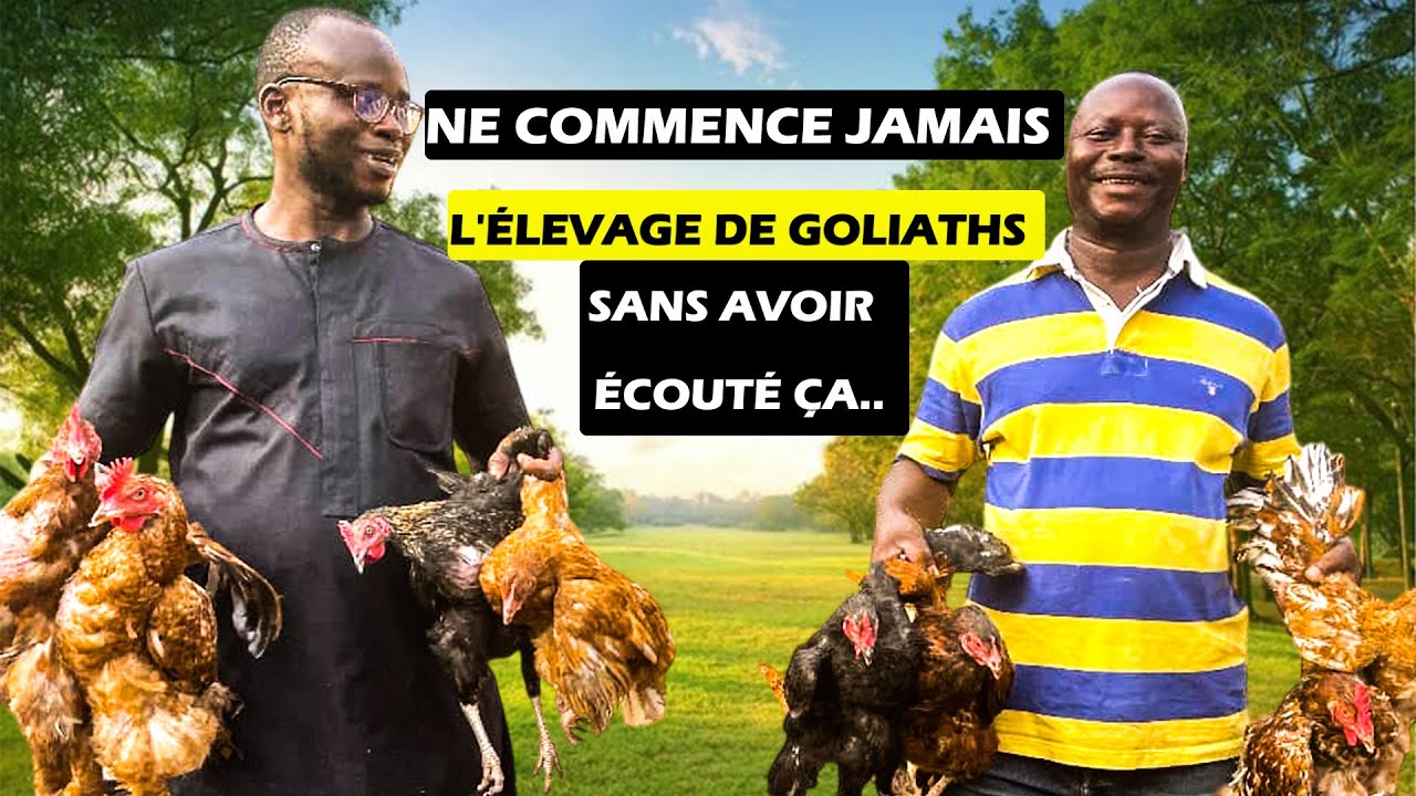 COMMENT PRODUIRE ET VENDRE VOS POULETS GOLIATHS À PARTIR DE 2025