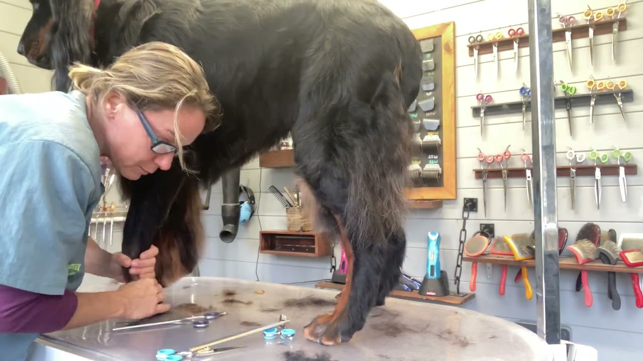 Gordon setter grooming - scissoring the feathers into a shorter pet trim