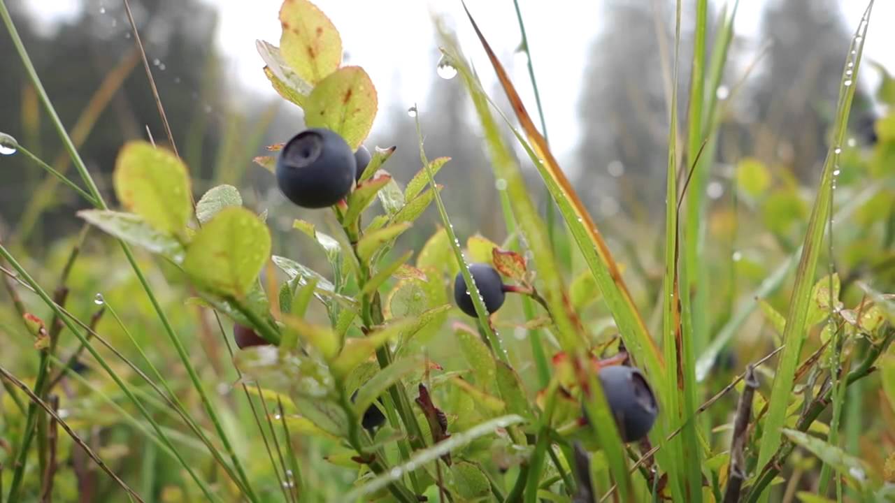 Wiesenmeisterschaft 2014