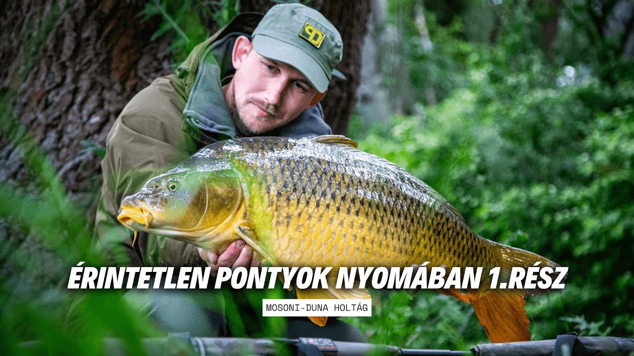 Érintetlen pontyok nyomában 1. rész - Mosoni-Duna holtág