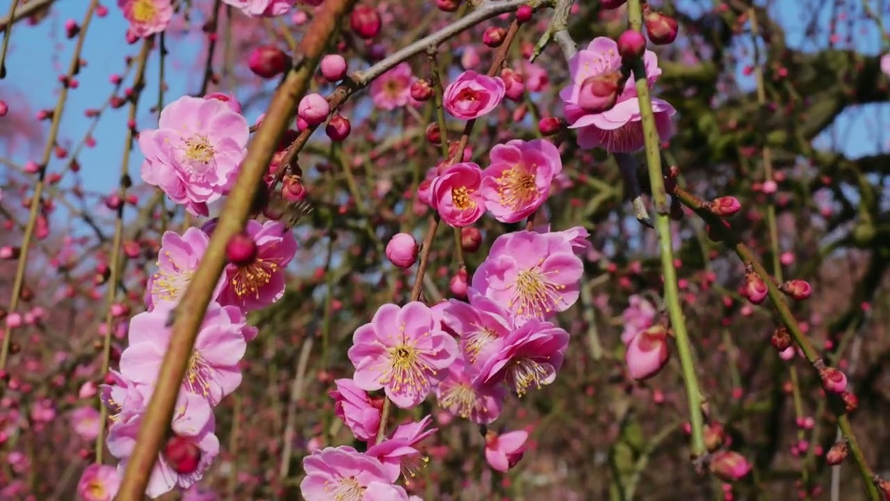 Suzuka Forest Garden: Japan's Dreamy Plum Blossom Paradise - LIVE JAPAN