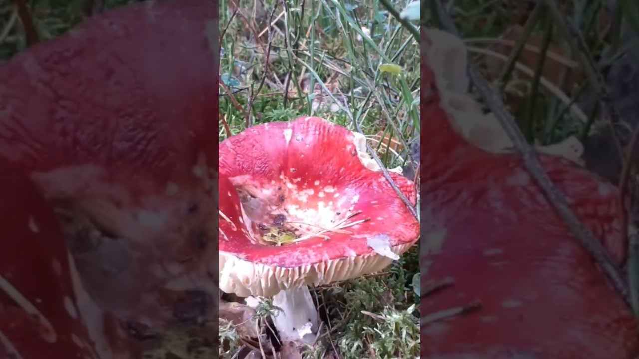 Muchomor czerwony (Amanita muscaria) czy #gołąbek? #grzyby #grzybobranie #fungi #shorts #mushroom