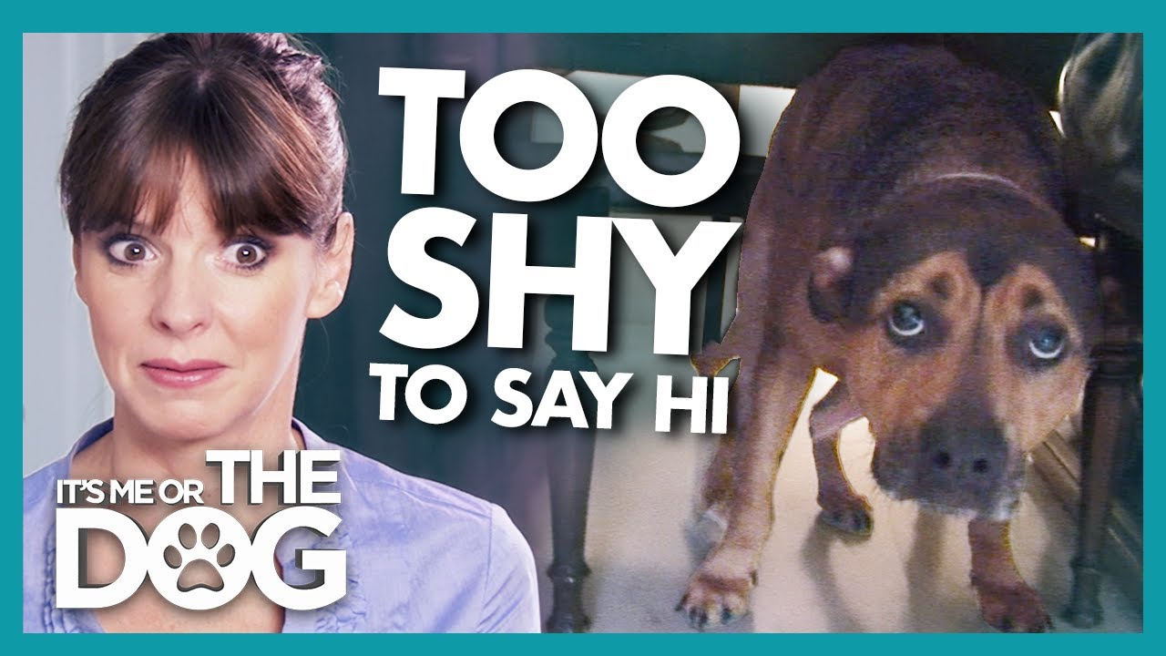 Incredibly Shy Dog Shocks Everyone When Training Gets Instant Results | It's Me or The Dog