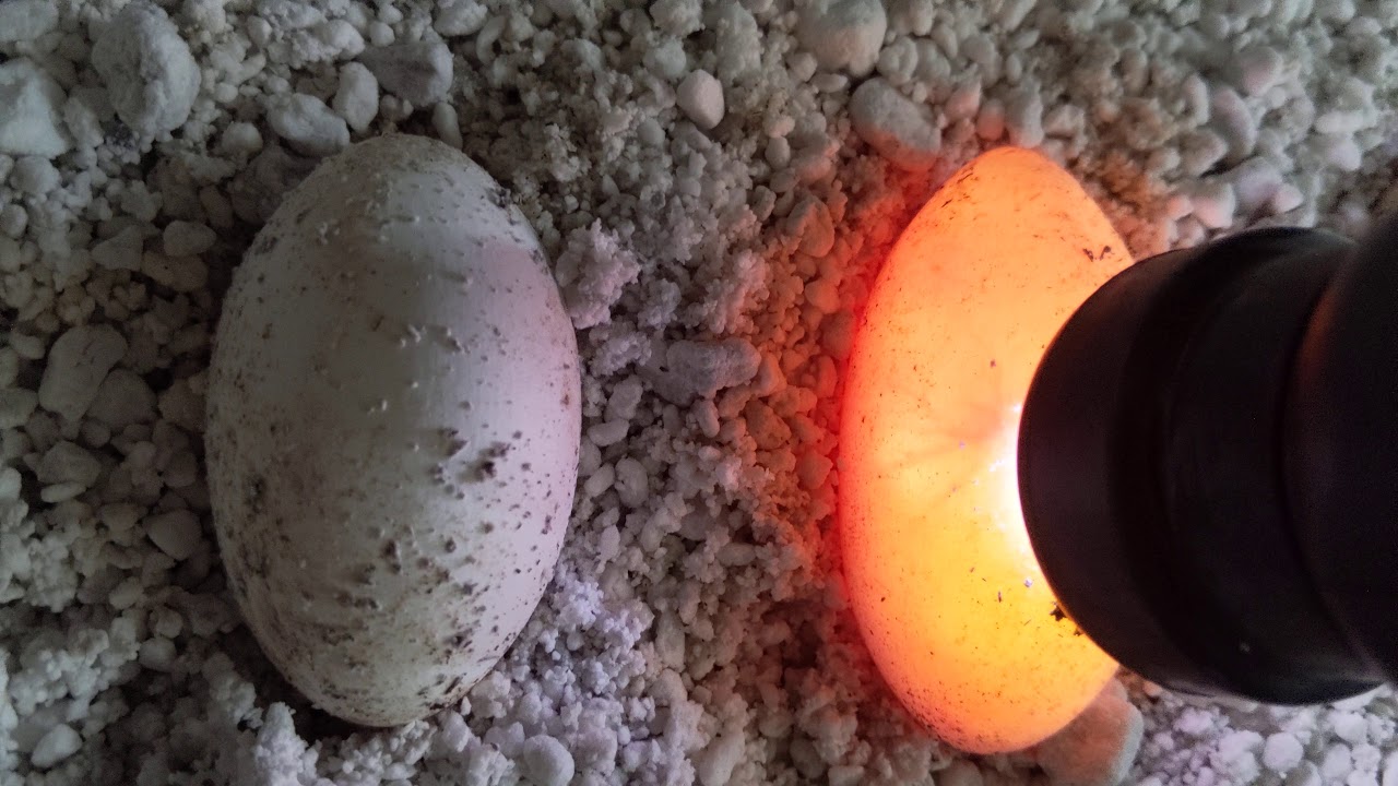 Lace Monitor Egg Candling!!