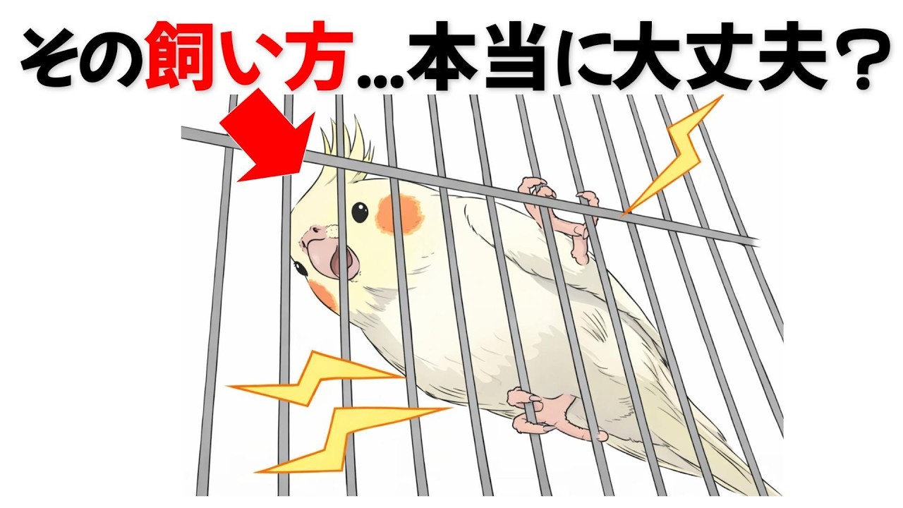 知らないと寿命が縮む...オカメインコの健康寿命を延ばす6つの習慣【雑学】