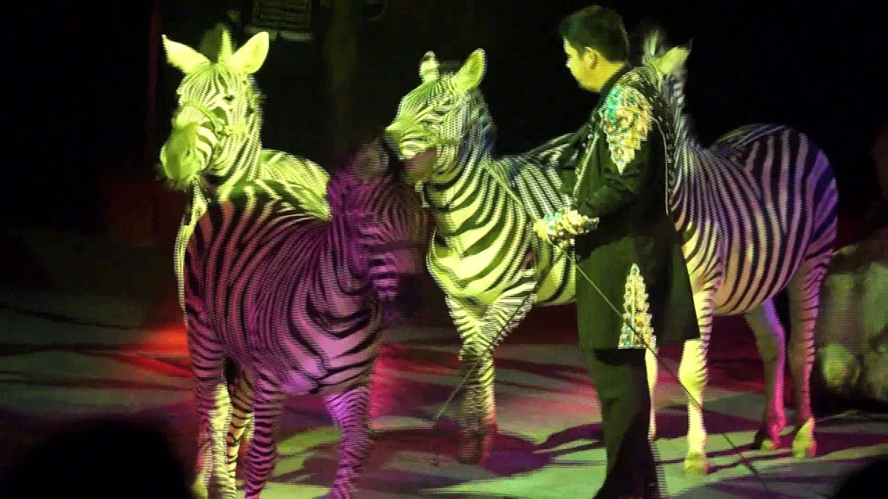 Stefano Orfei Nones con i suoi animali esotici (cammelli, zebre, elefante, lama)