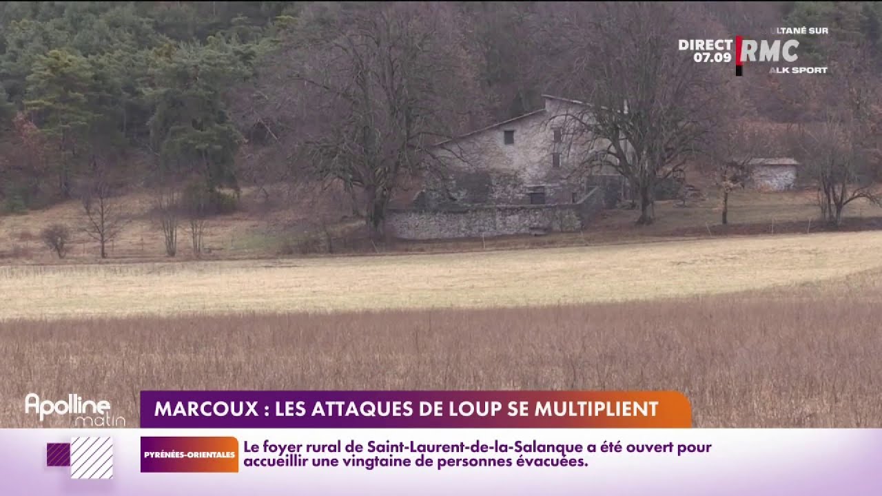 A Marcoux, le loup suscite de la tension