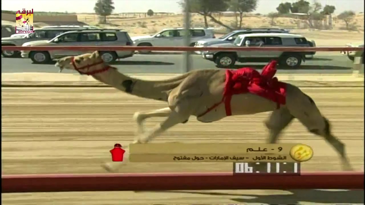 » إلتماس « لسعادة الشيخ القعقاع بن حمد بن خليفة آل ثاني السيف الذهبي للحيل المهجنات ميدان المرموم