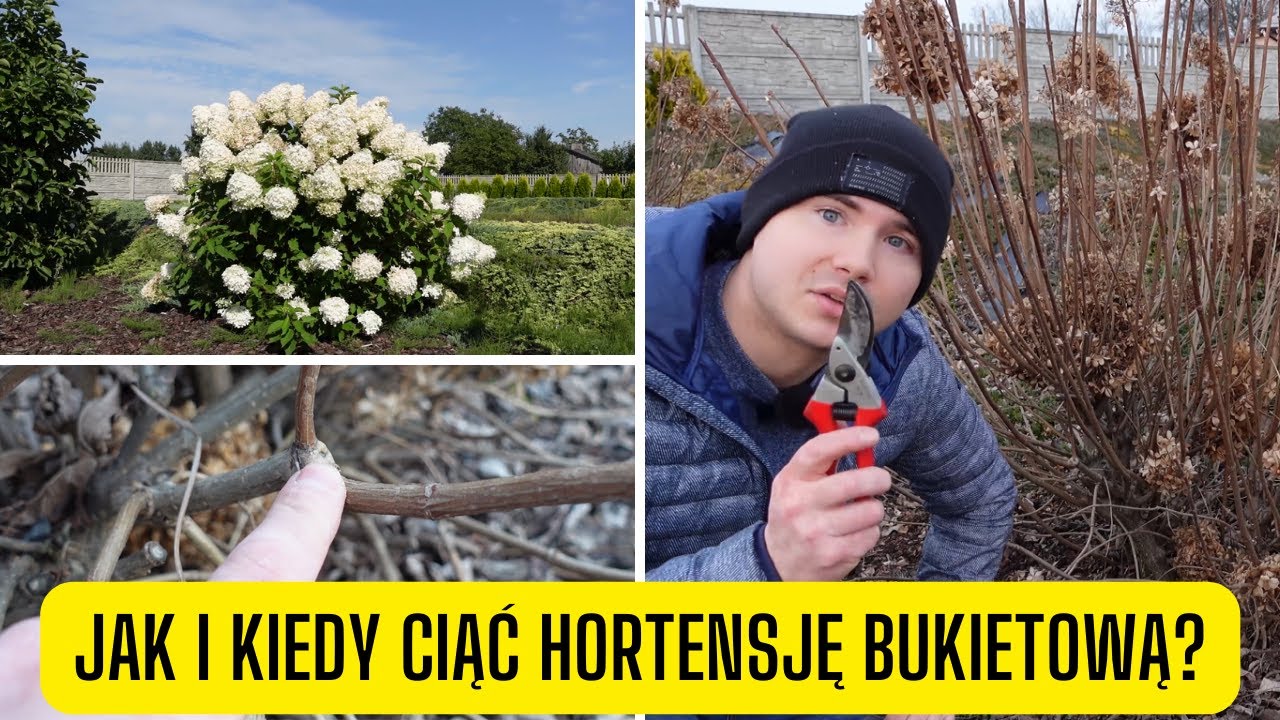 Jak i kiedy ciąć hortensję bukietową? Prosty sposób na cięcie + fakty i mity