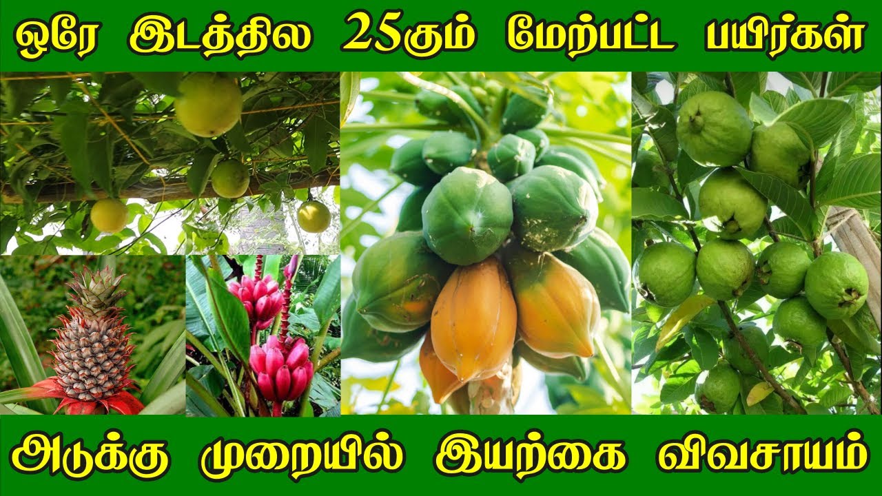 பலபயிர் சாகுபடி செய்வது எப்படி?|அடுக்கு முறையில் இயற்கை விவசாயம் | Multi Crop Farming | Food Forest