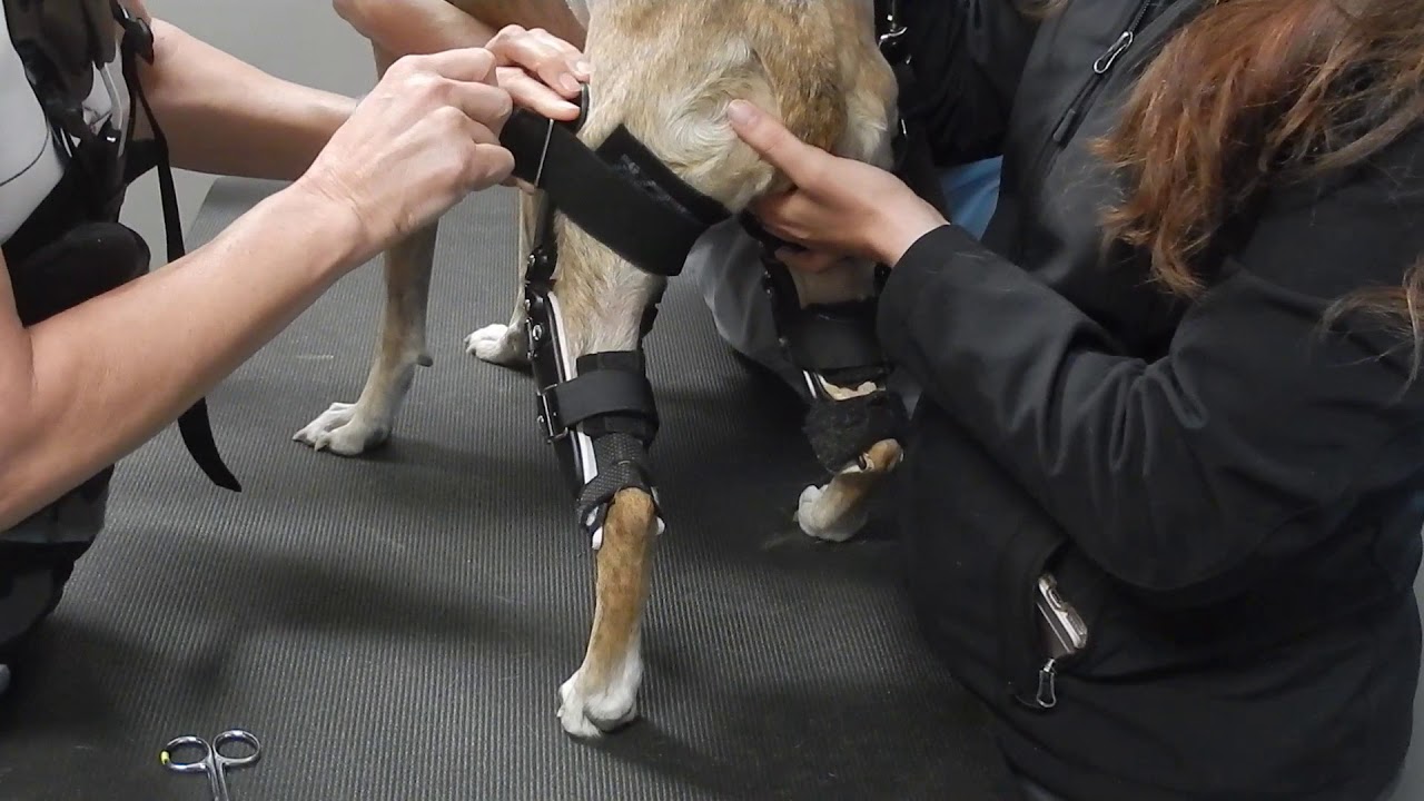 Hildie's New Brace, Vet fitting and adjusting Left Stifle Brace