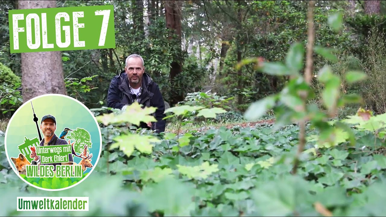 Wildes Berlin: Unterwegs mit Derk Ehlert, Folge 7 - Friedhof Pankow